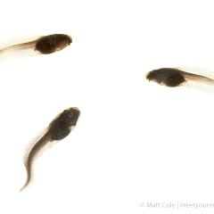 MYN Common Frog Tadpoles 